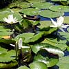 Pamplemousses Mauritius Hotels